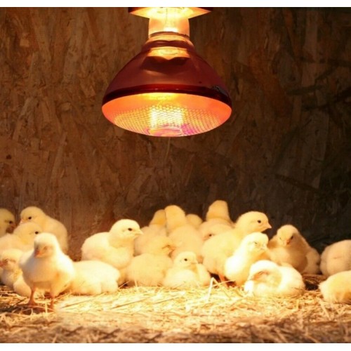 Promiennik lampa grzewcza kwoka  175W E27